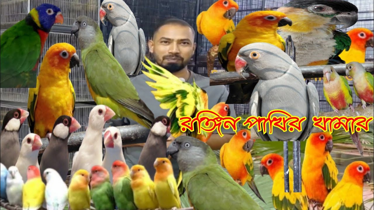 সাভাররে মধ্যে সবচাইতে বড় রঙিন পাখির খামার ||জাভা থেকে শুরু করে মেকাও পাখি জাকির ভাইয়ের কাছে 