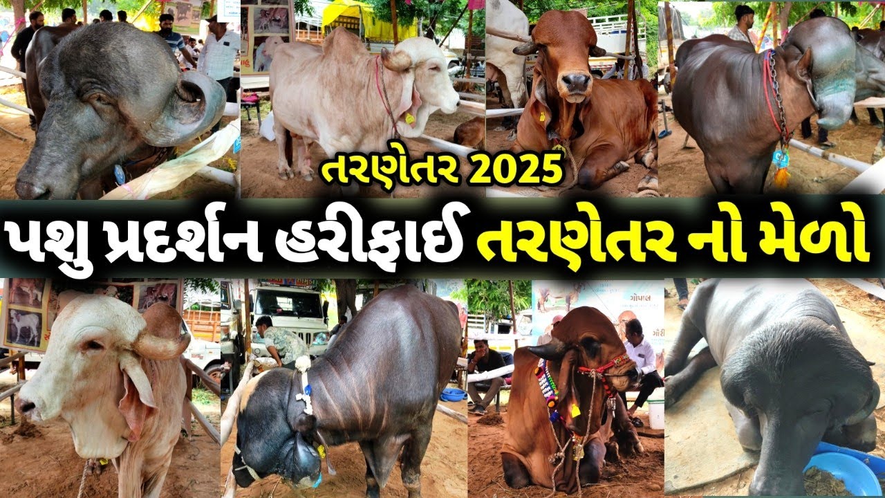 પશુ પ્રદશન હરીફાઈ તરણેતર નો મેળો ૨૦૨૫ / tarnetar no melo live 2025 / tarnetar no melo 2025  tarnetar