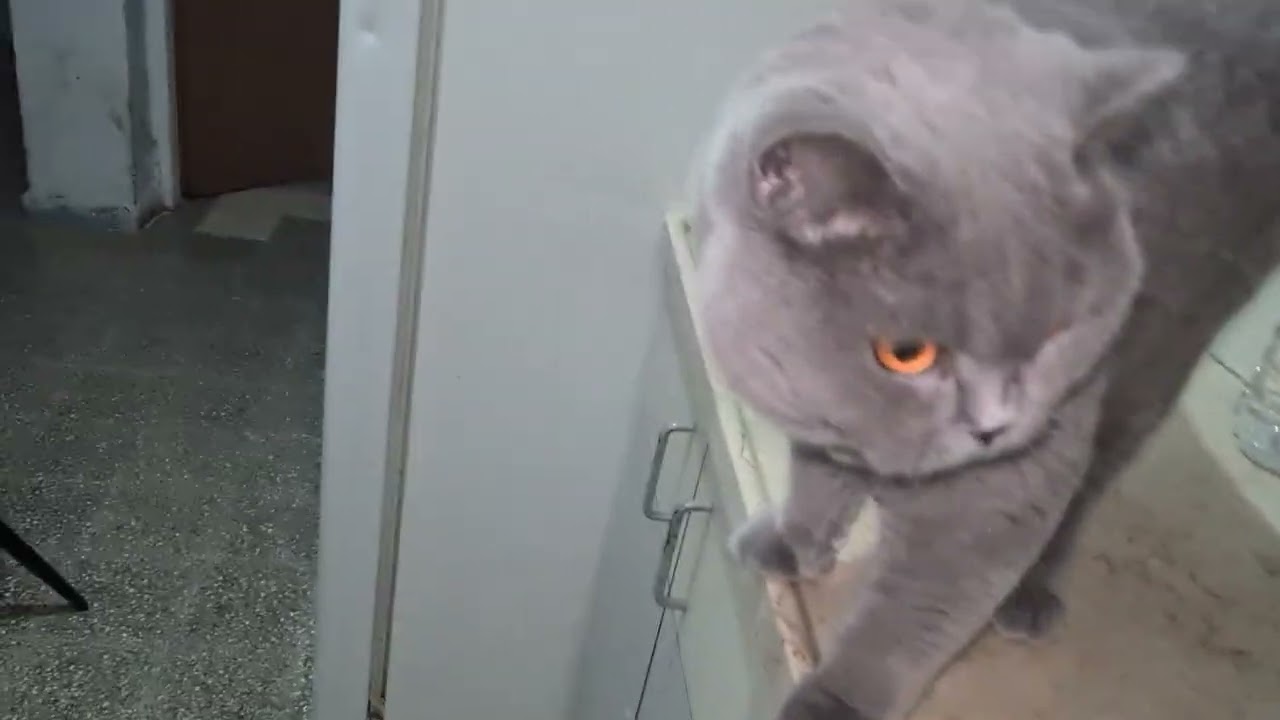 Мяса нет,кушают сыр😺😾😻😽😾