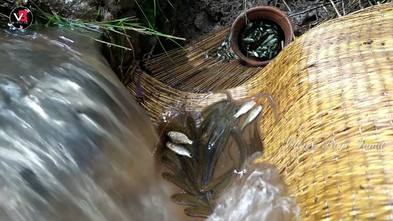 பானை பரி / Paanai Pari /How to Catch Fish in a Panai Pari / Fish Catching / Village Boys Tamil