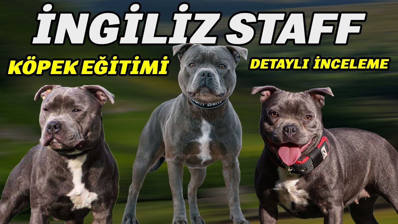 Yetenek Sizsiniz Şampiyonu 'MAX ve ALİ' İle Köpek Eğitimi  - STAFFTURK KENNEL