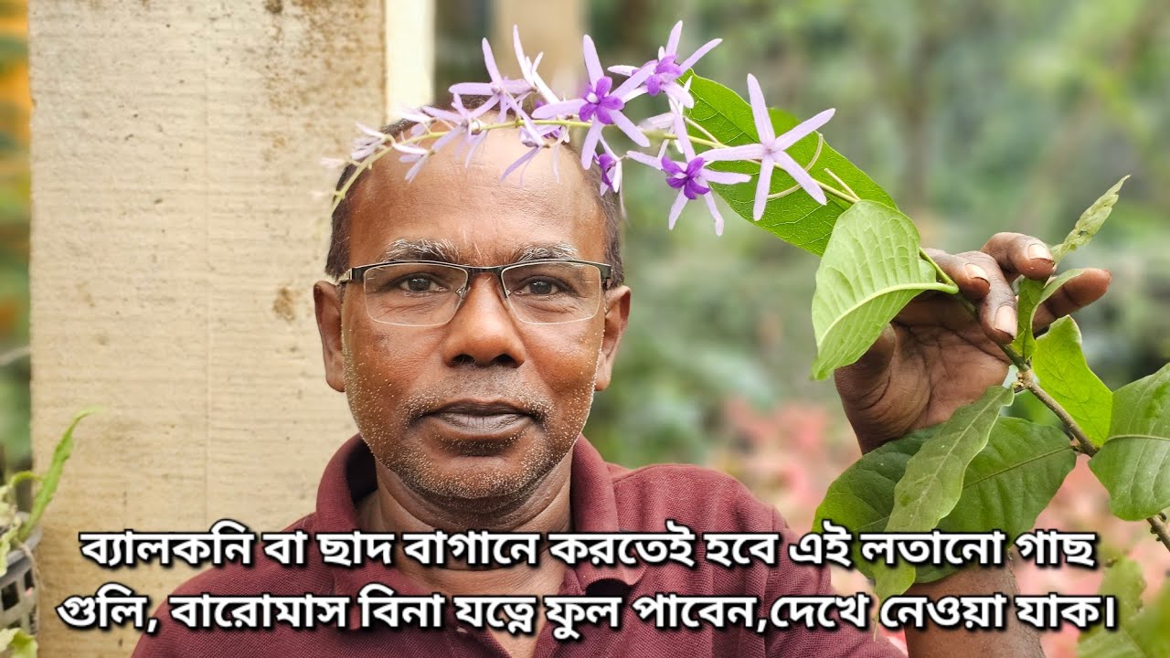 ব্যালকনি বা ছাদ বাগানে করতেই হবে এই লতানো গাছ গুলি, বারোমাস বিনা যত্নে ফুল পাবেন,দেখে নেওয়া যাক।