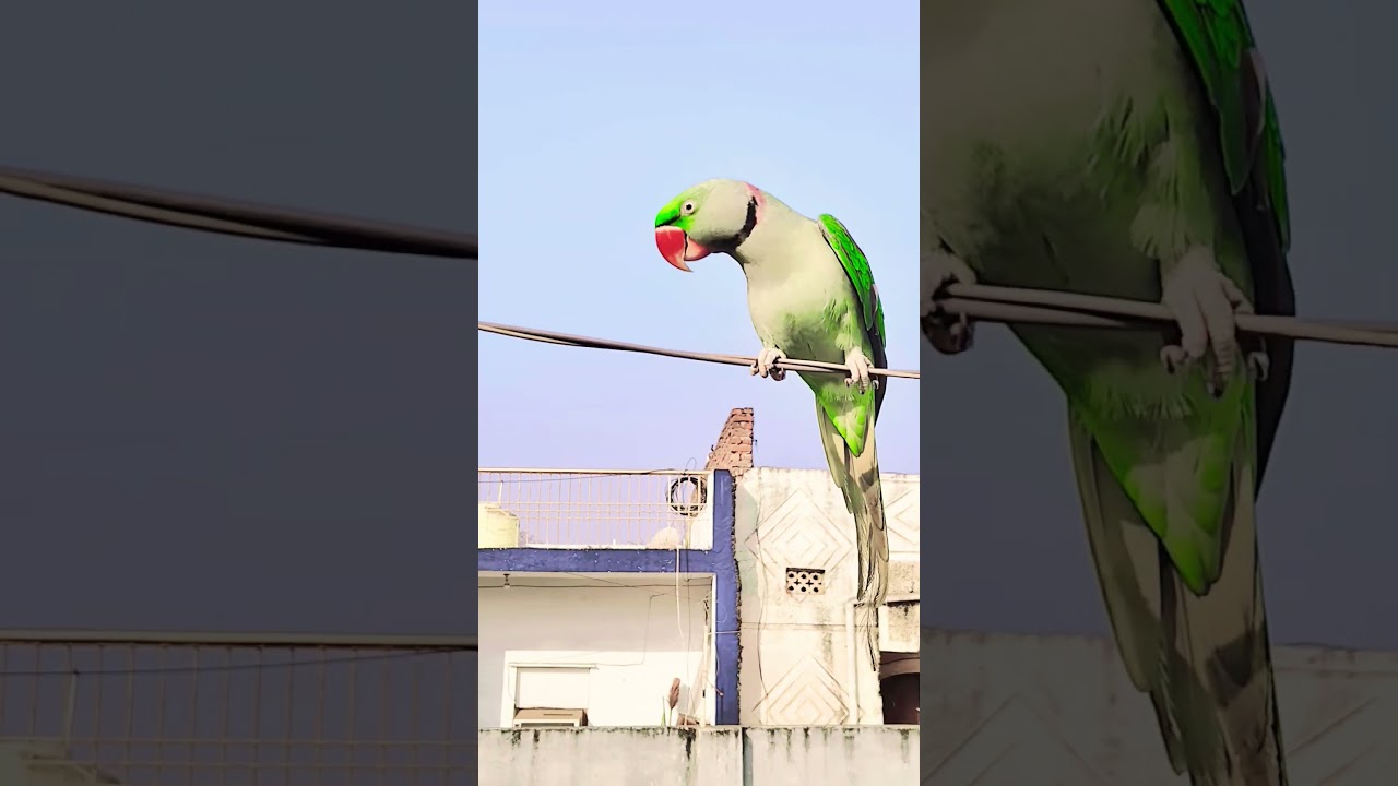 #parrot #cute #talkingparrot #birds #greenparrot #mithu