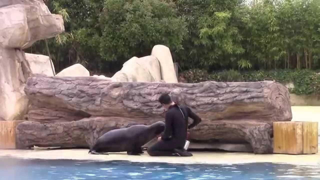 zoo de Beauval spectacle Otaries