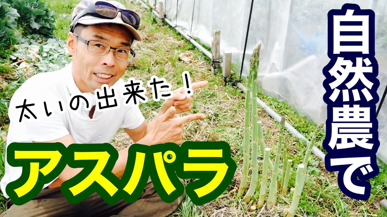 自然農でアスパラガス栽培のやり方《無農薬/無施肥/不耕起/固定種/露地/ビニールマルチ無し》