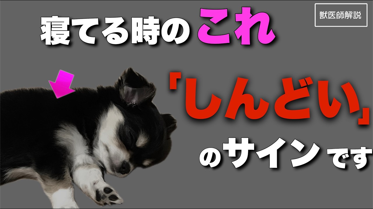 【今すぐ見て】獣医師は犬の体調を“ここで”判断します