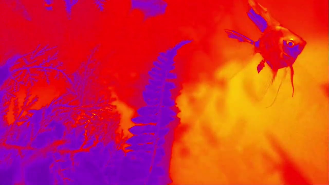 mala-praxis