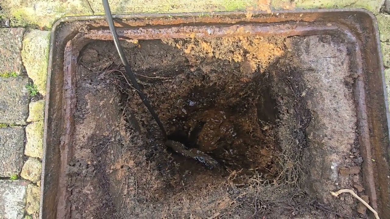 HUGE ROOTS!!! 😁