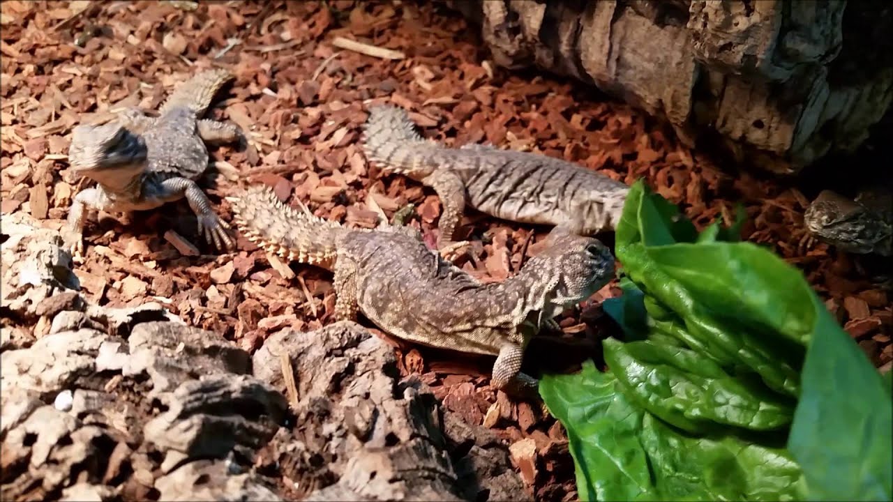 Juvenile Mali Uromastyx at LLLReptile