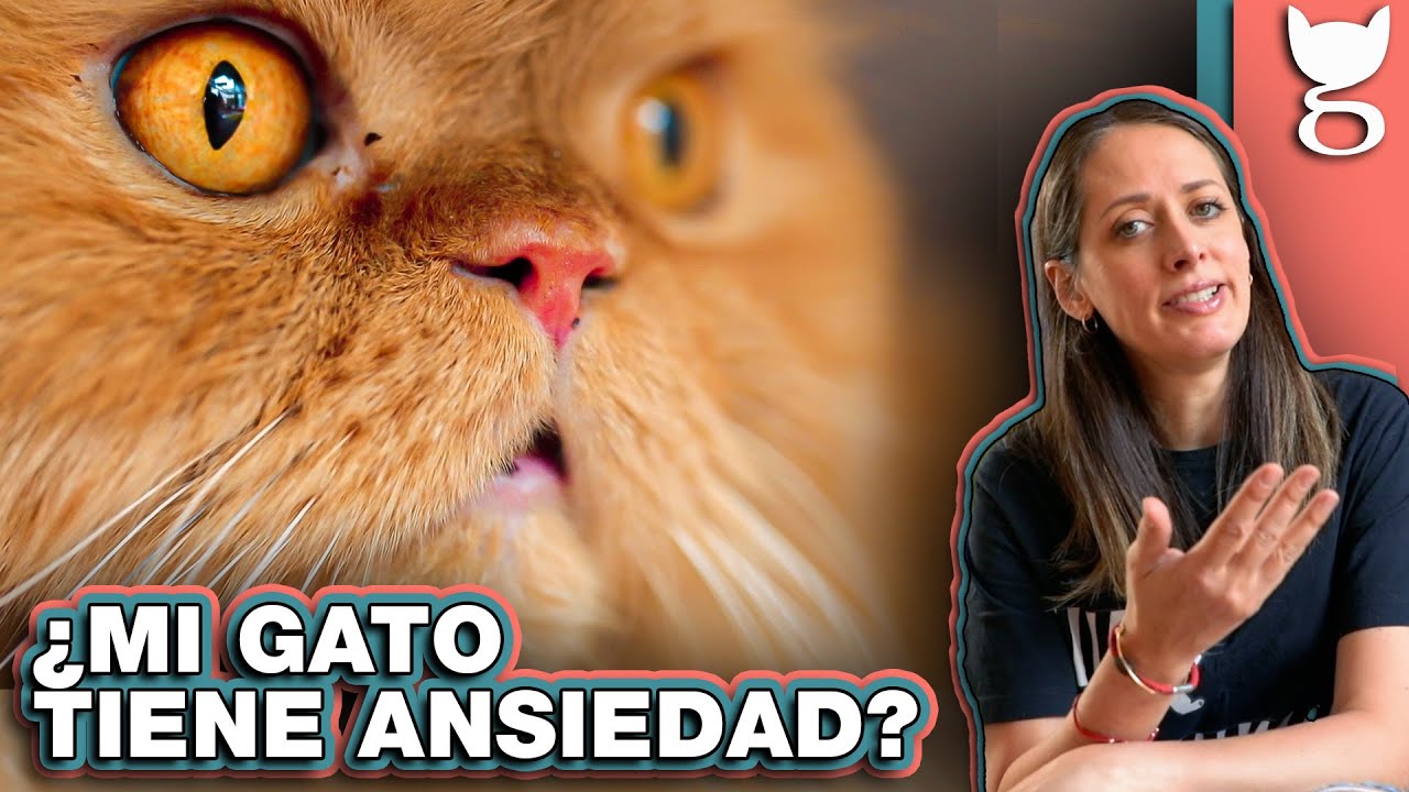 ANSIEDAD FELINA: C&Oacute;MO AYUDAR A UN GATO ANSIOSO 🙀 LA GATER&Iacute;A TV