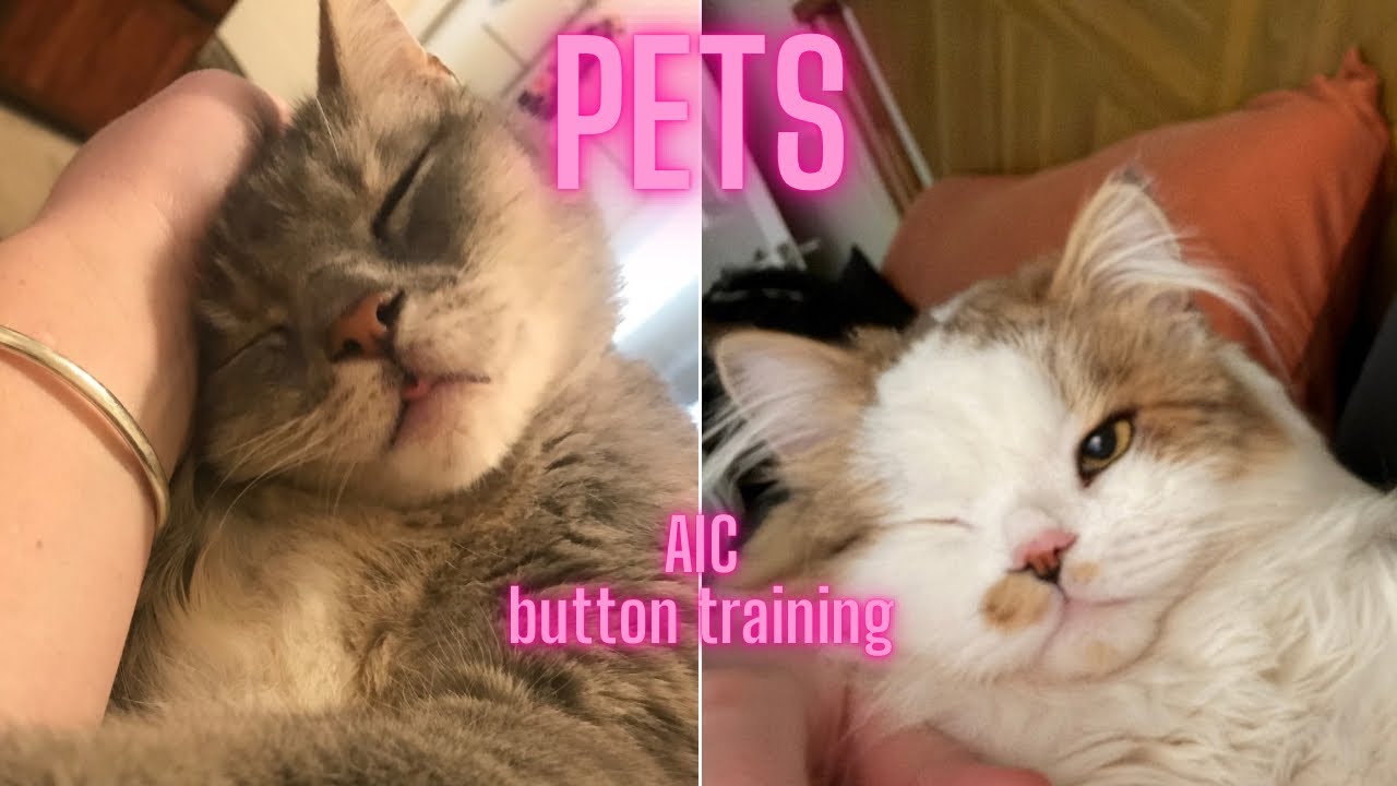 Button Training Update: &ldquo;Pets&rdquo; With ​⁠​⁠​⁠@NotMadJustMoody