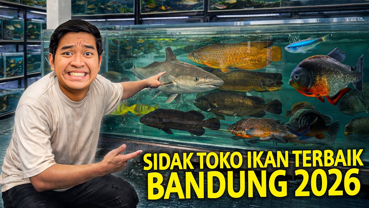 SIDAK TOKO IKAN TERBAIK DI BANDUNG AWAL 2026! SELALU BANYAK IKAN KALAU MAIN KESINI!