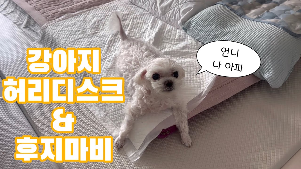 🐶강아지 허리 디스크&후지마비 극복기-병원 진료, 약물 치료, 디스크 증상 등