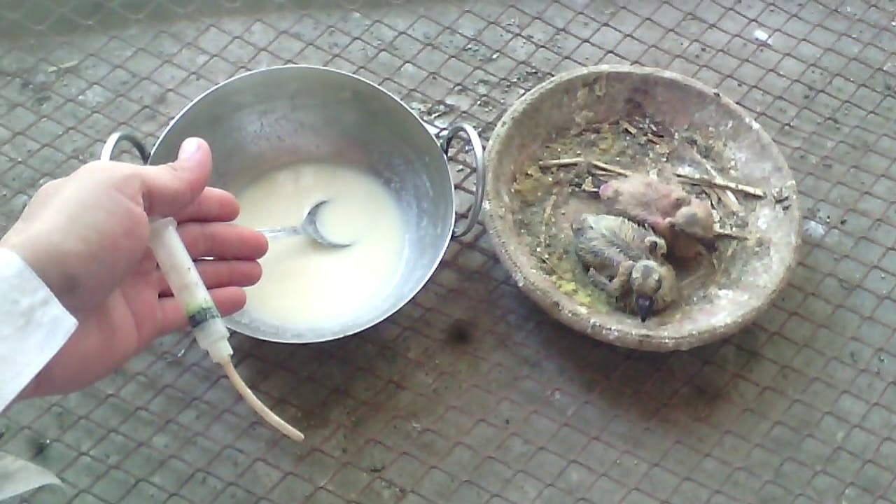 Pigeon baby Feeding