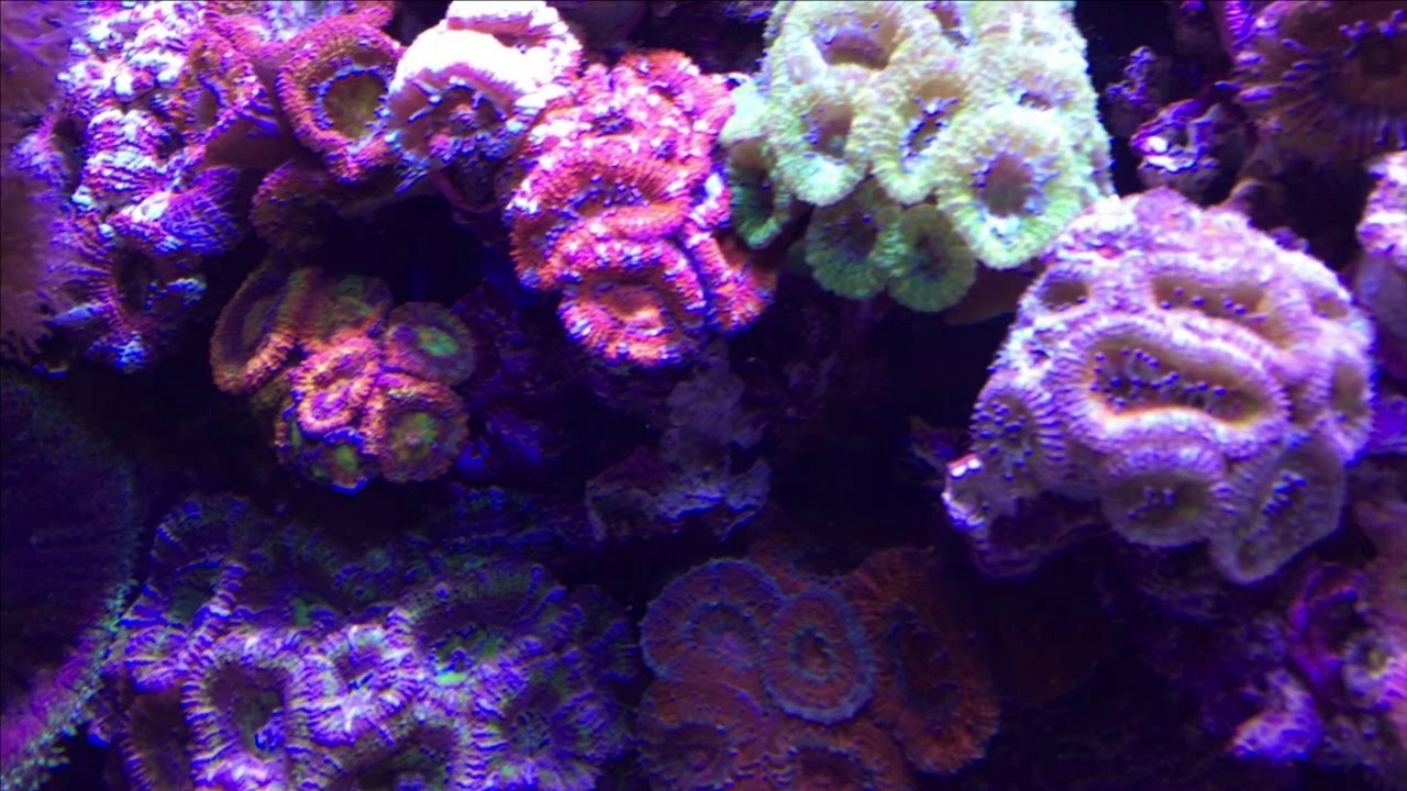 Meerwasser Red Sea Reefer 170 Update
