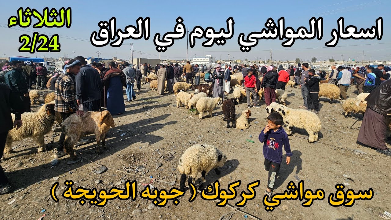اسعار المواشي و الاغنام في العراق سوق مواشي محافظة كركوك ( جوبه الحويجة ) 2/24 الثلاثاء