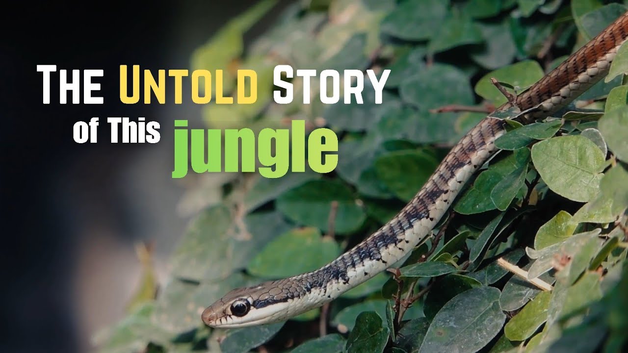 The Untold Story of This Jungle | From Barren Land to 160+ Bird Species.
