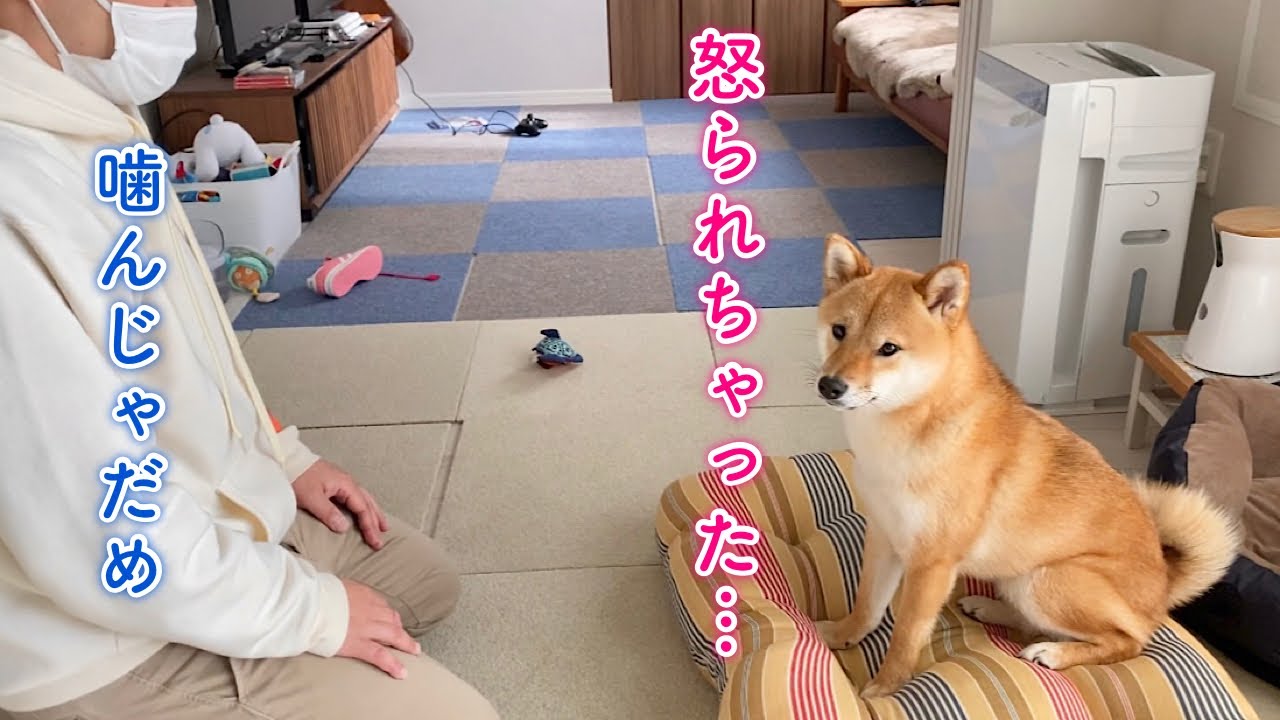 新しいベッドに早速穴を空けてパパに叱られ反省する柴犬