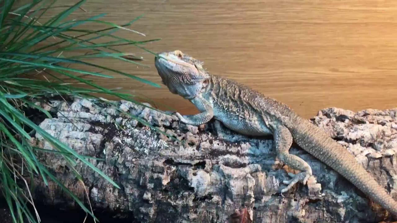 BEARDED DRAGON BIOACTIVE SETUP