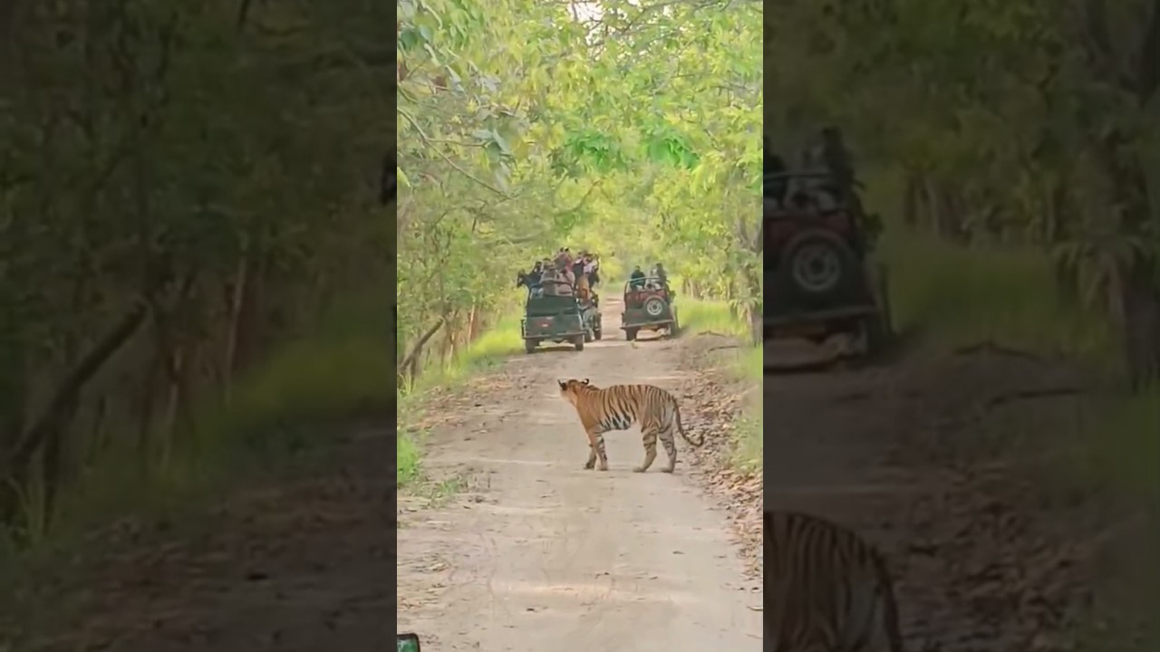 pilibhit tiger reserve chuka beach #pilibhit #trendingshorts #shots#viral #tiger #shotsvideo
