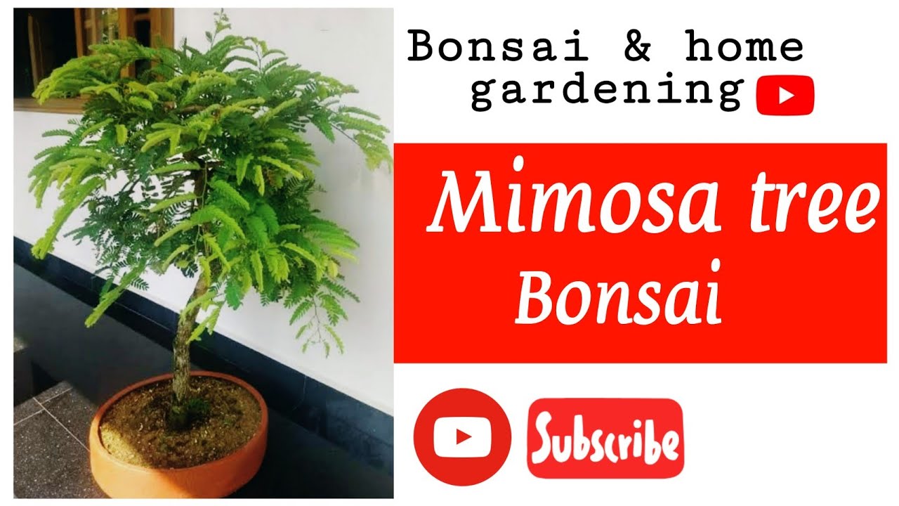 Mimosa tree bonsai reportting pruning and waring ||Bonsai & Home gardening