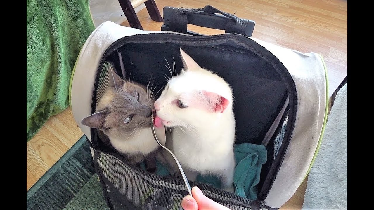 Tutorial: Getting a Cat Used To a Carrier & Backpack Stress-Free (For Vet Visit, Travel, Walks etc.)