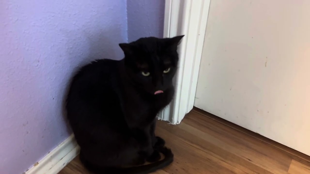 I talk to my cats about meeting an unexpected robot 