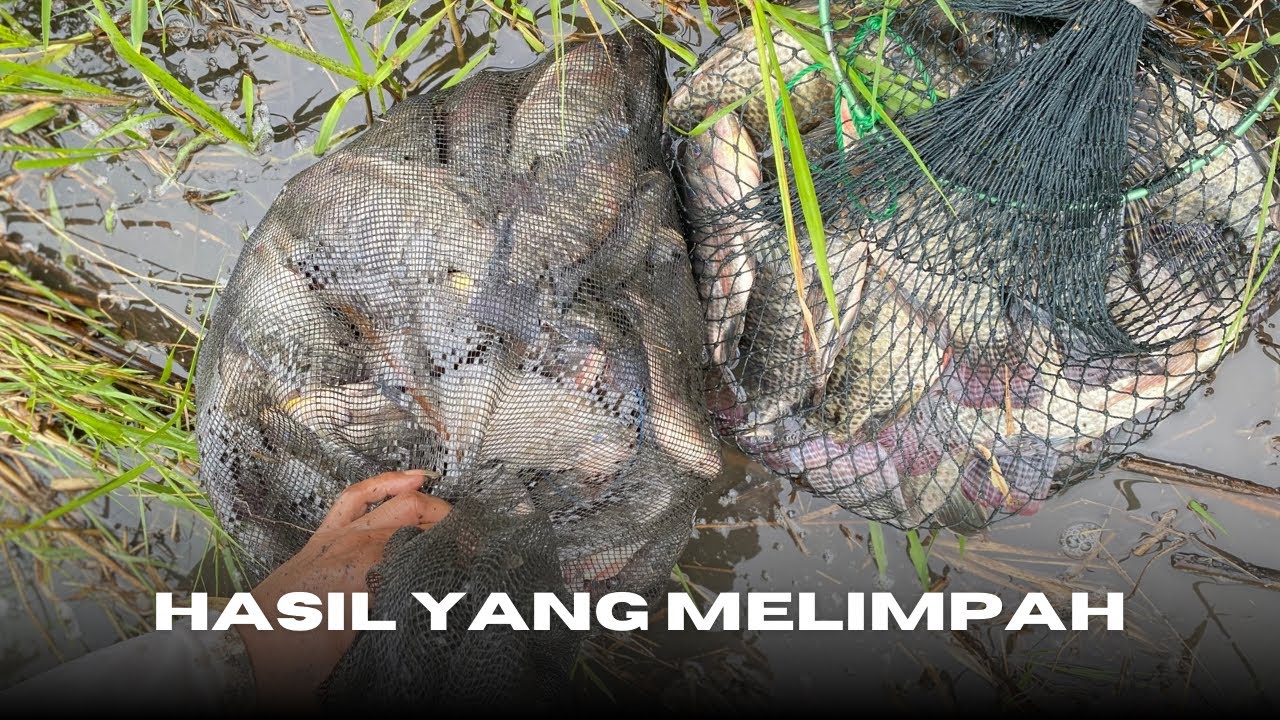 MANCING NILA BABON SAAT BANJIR‼️