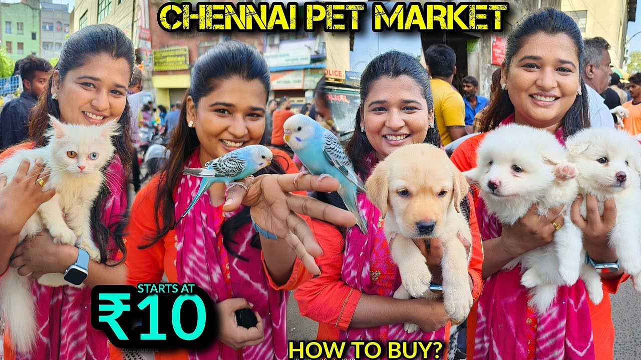 Cheapest pet market | Chennai | with Contact details