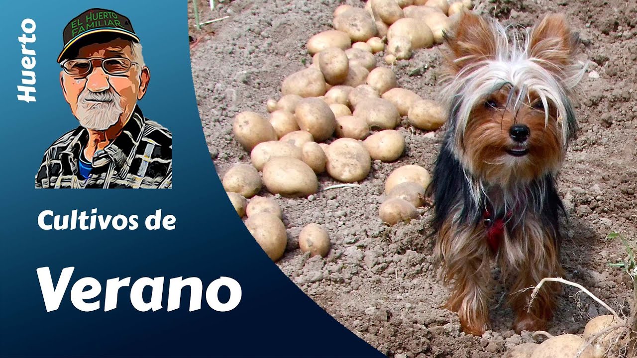 CULTIVOS DE PRIMAVERA-VERANO: patatas, tomates, lechugas, cebollas, judías. ¿Qué plantar en verano?