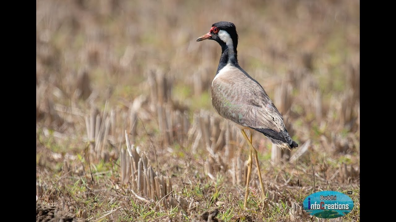 Red-wattled lapwing with its Eggs- Biodiversity of India