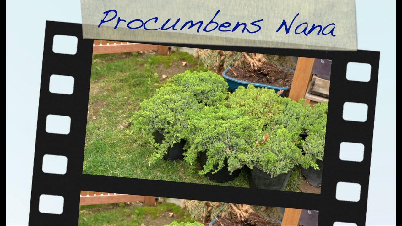 Procumbens Nana and Updates:  Dave's Bonsai E112