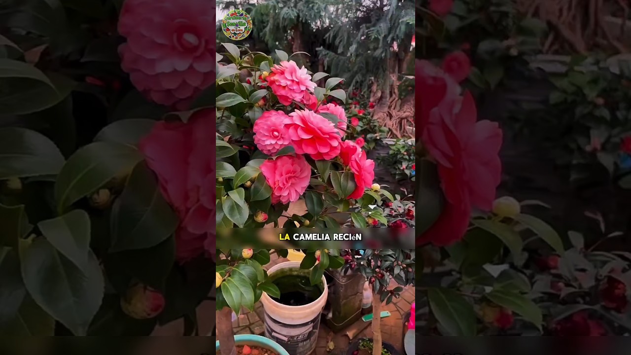 Tips for camellias #plants #garden