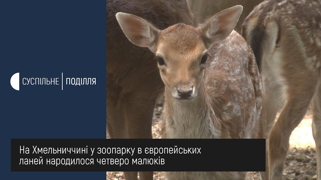 У зоопарку села Волиця Теофіпольського району у європейських ланей народилося четверо малюків