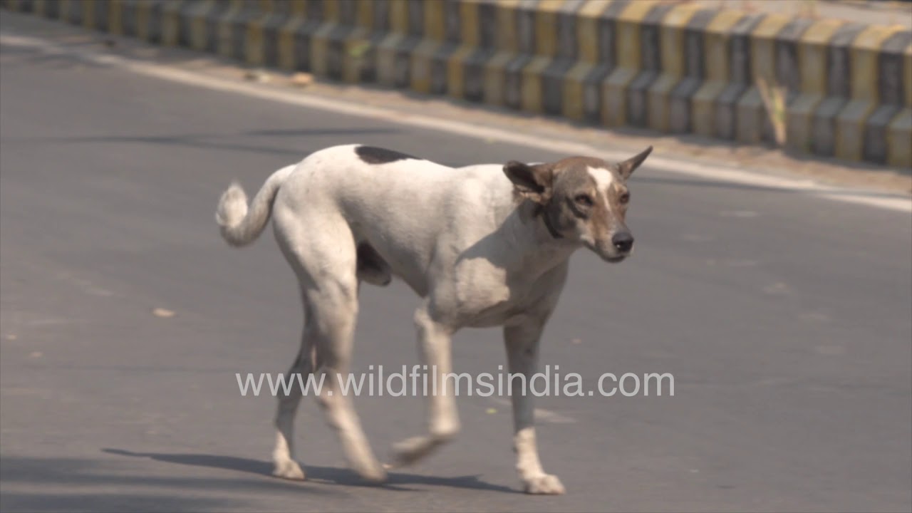 Hungry stray dogs bask in sunlight waiting for food scraps in Delhi