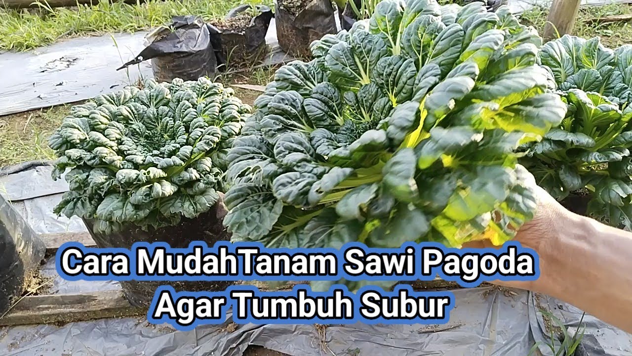 Cara Mudah ‼️Tanam Sawi Pagoda Dari Awal Sampai Panen