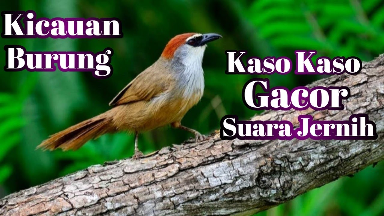 Kicauan Burung Kaso Kaso Gacor Suara Jernih#Masteranburungkasokaso#Burungkasokaso#Kasokasogacor