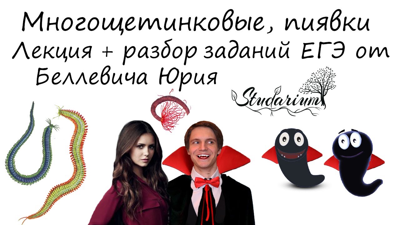Многощетинковые, пиявки. Лекция и разбора заданий от Беллевича Юрия