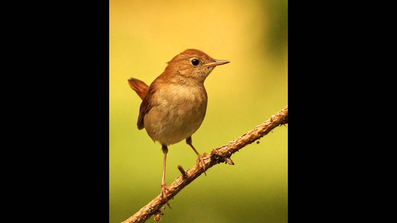 El Ruiseñor común - El canto más bello de la naturaleza