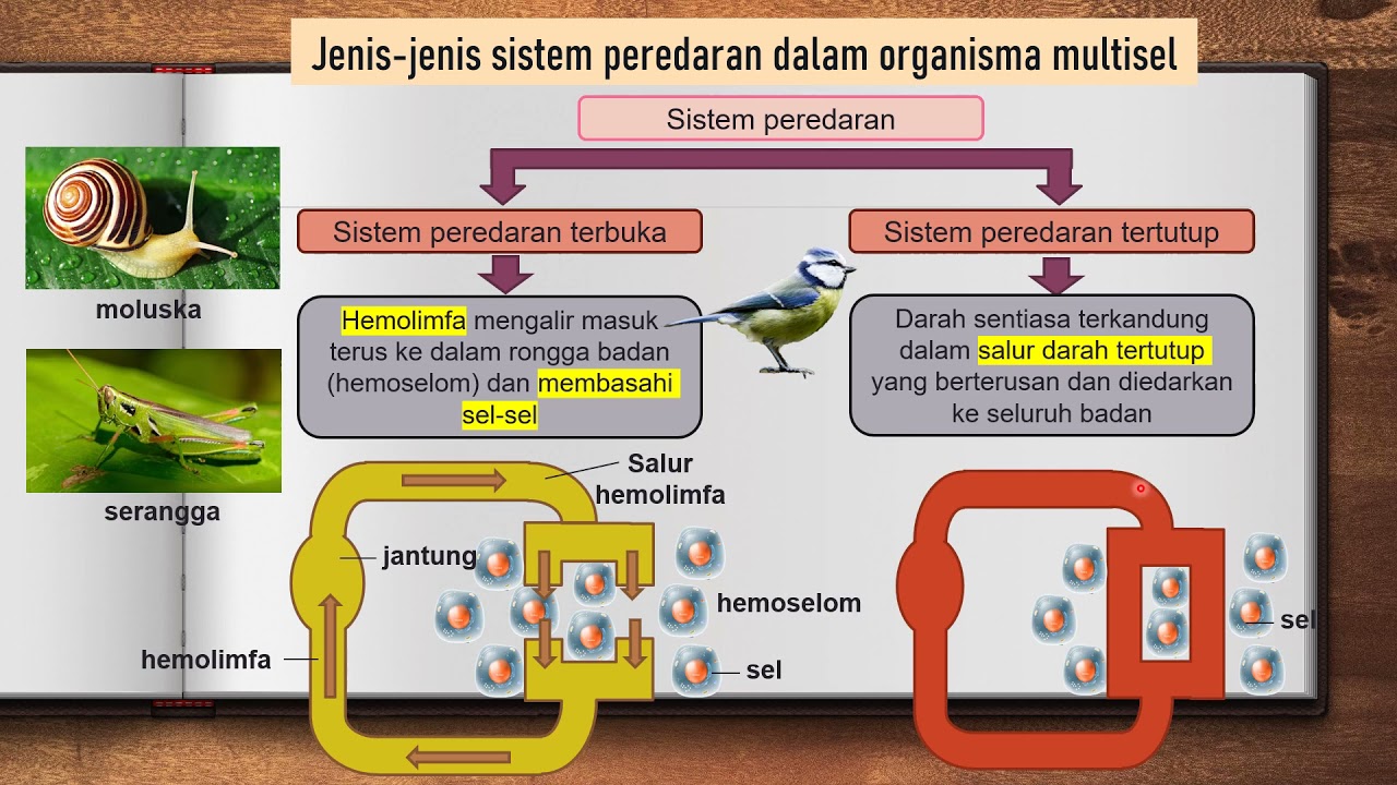 BIOLOGI KSSM TINGKATAN 4: 10.1 JENIS SISTEM PEREDARAN