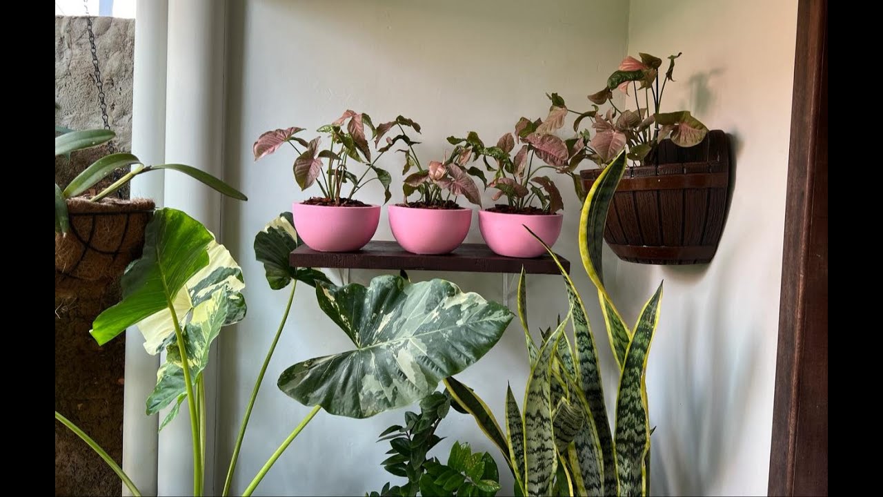 MUITO REPLANTE POR AQUI. FIZ  MUDAS DE JIBÓAS E SINGONIO ROSA. LINDAS PLANTAS...  Ateliê Florescer