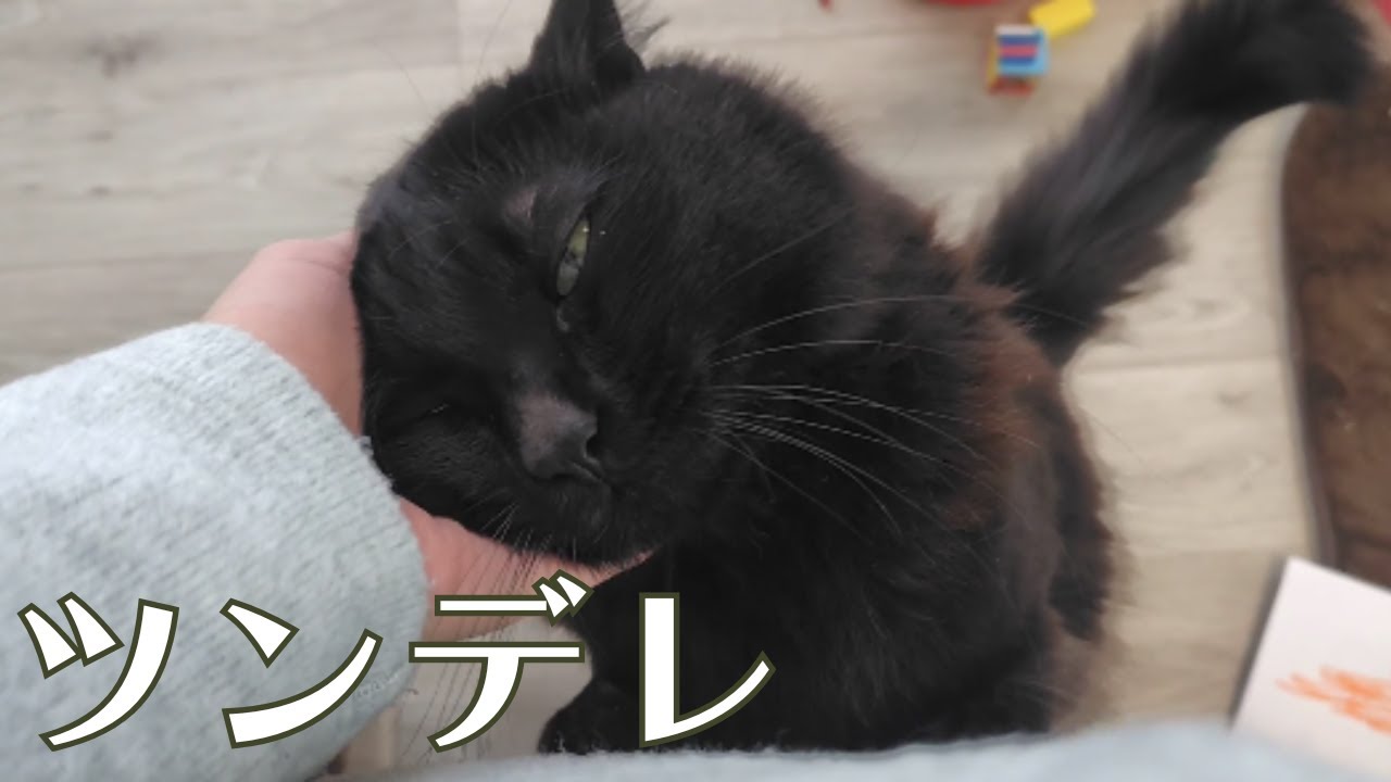 「可愛がっていたはずなのに…」突如、牙を剥く凶暴にゃんこ【日常Vlog with BlackCat】
