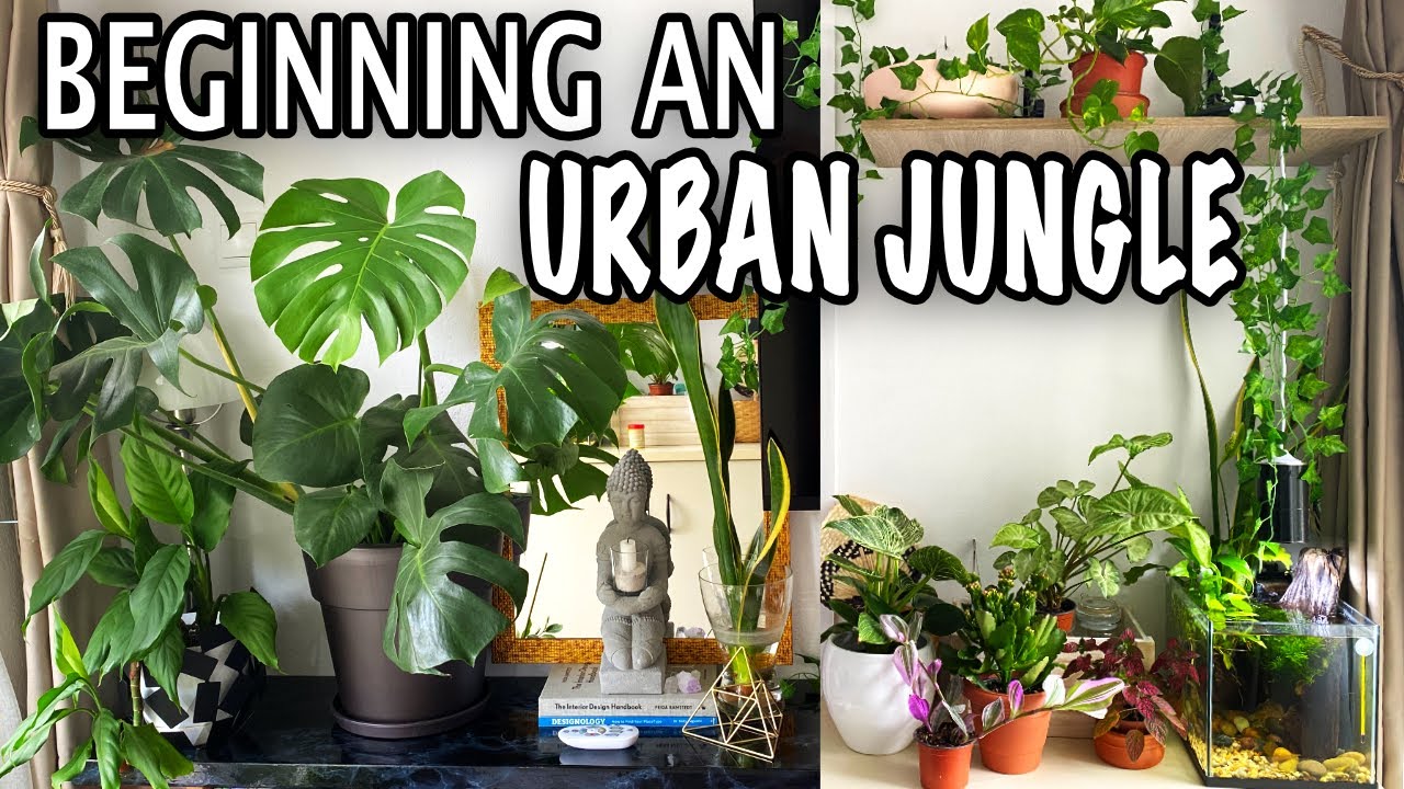 Houseplant Tour  Fall 2022 | Small apartment plant collection