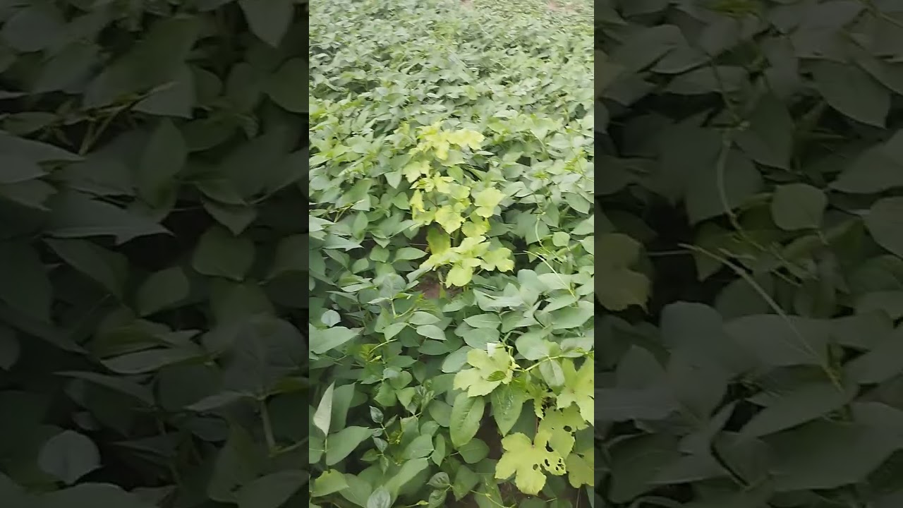 Oloyin beans farming