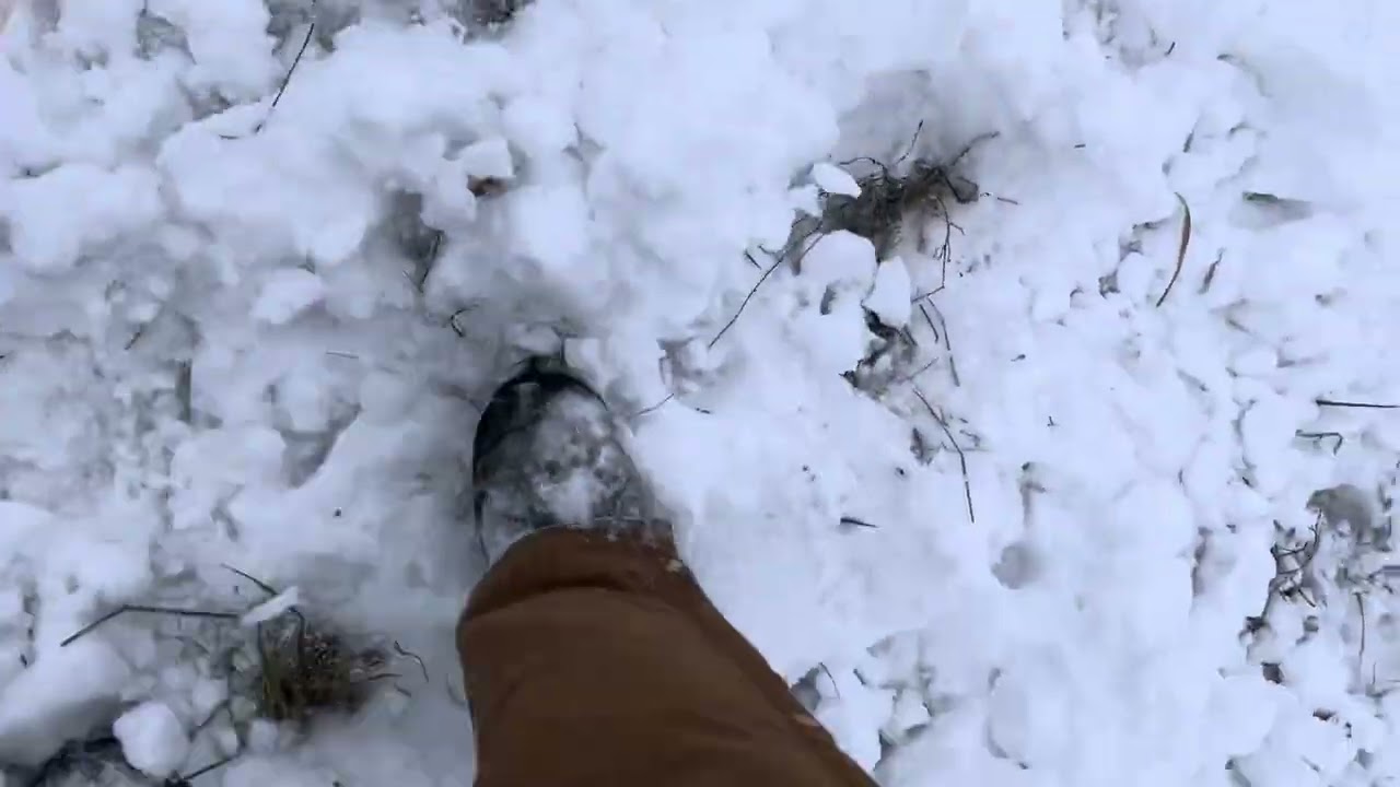 Bull mob is harvesting winter stockpile under the snow during frigid weather.