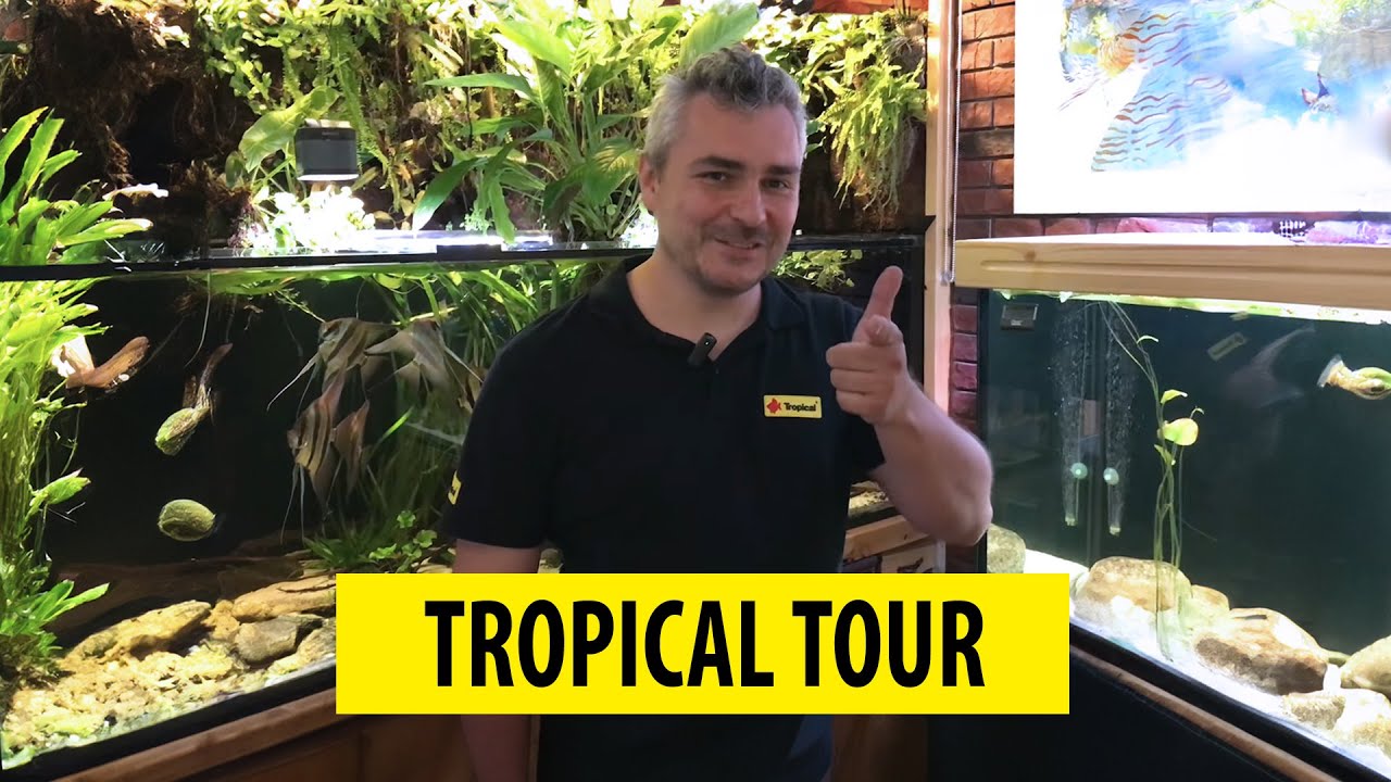 TROPICAL TOUR | Visiting aquarists/Z wizytą u akwaryst&oacute;w - Dariusz Krych (ENG SUB) cz.2