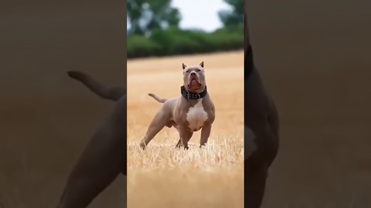 #dog#dogfight#dogfunny#dogs#doglover#baby#cartoon#bodyguard##bhoot#shorts#video#viral#trendingshorts