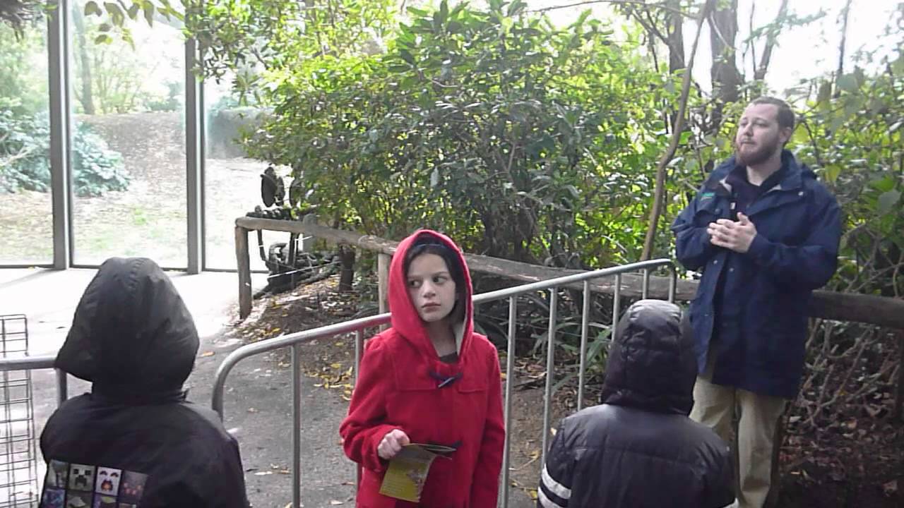 Appendix 17   Gorilla Zoo Keeper Talk