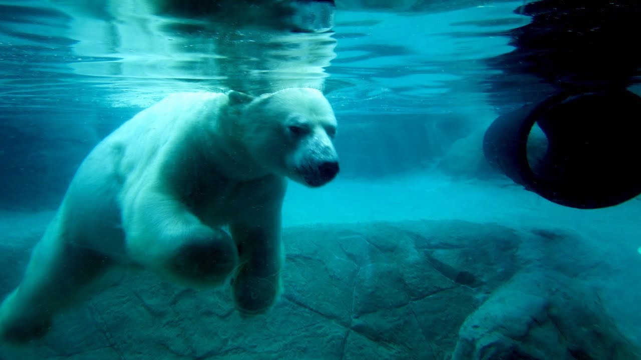 POLAR BEAR HABITAT Cochrane Ontario Canada