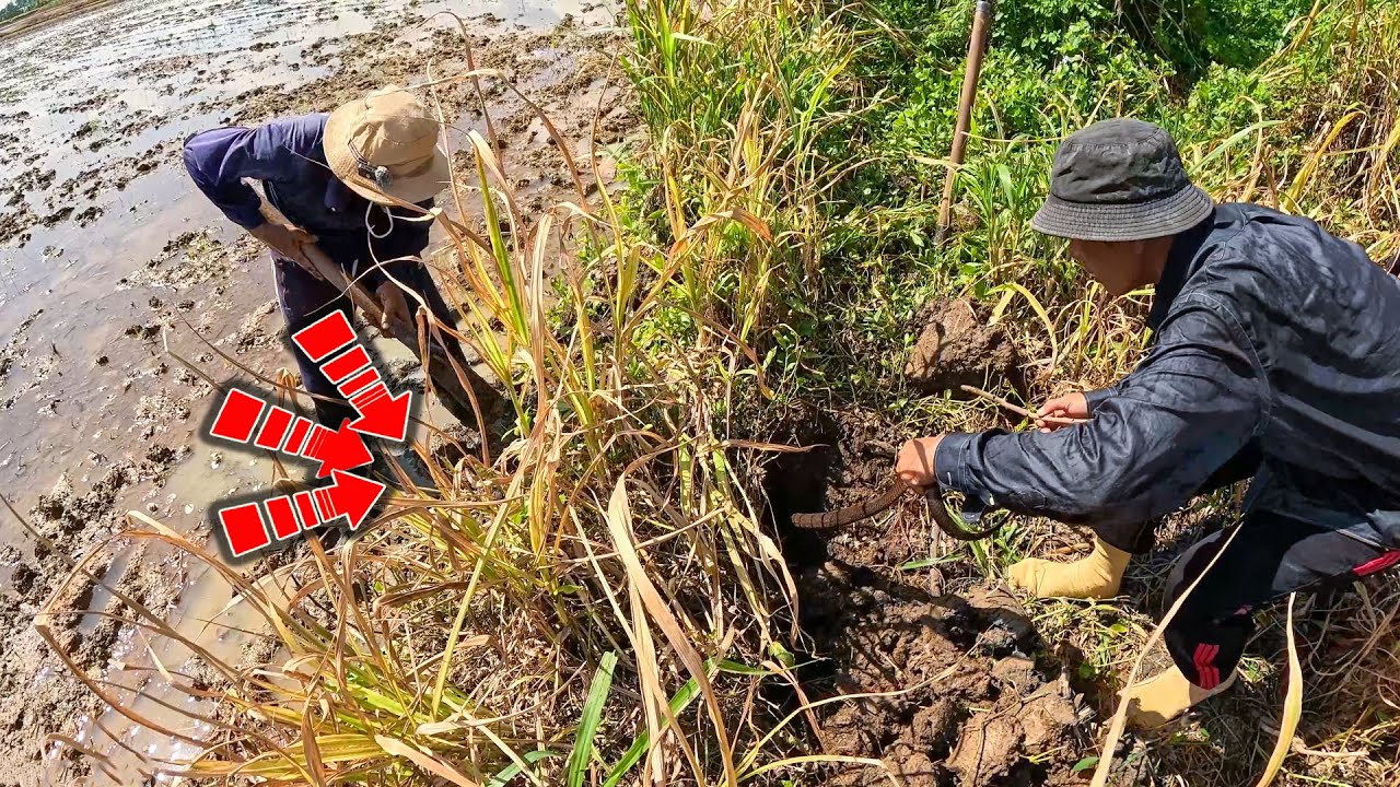 Một trường hợp được lặp lại sau 5 năm đi đào hang RẮN | TGSB #1013